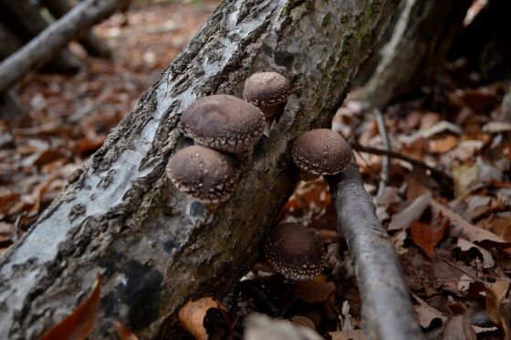 genbokushiitake